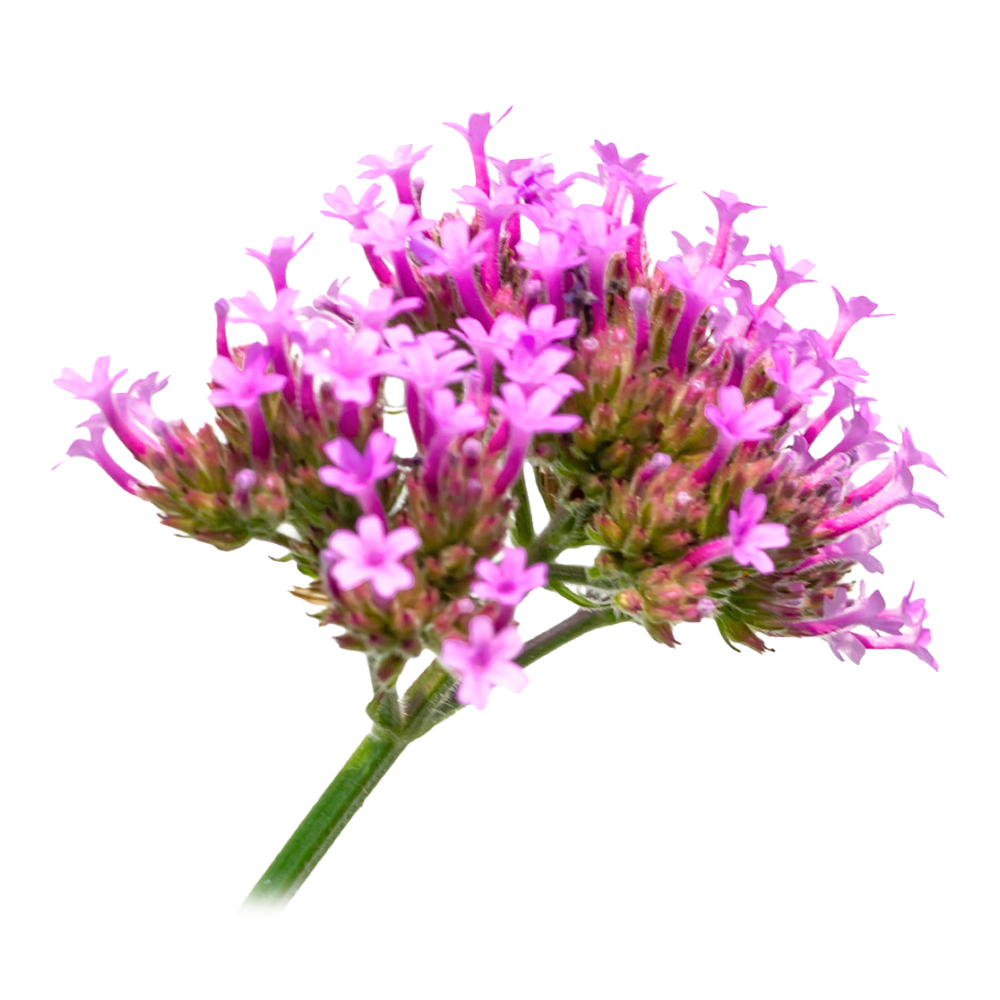 Extrato de valeriana