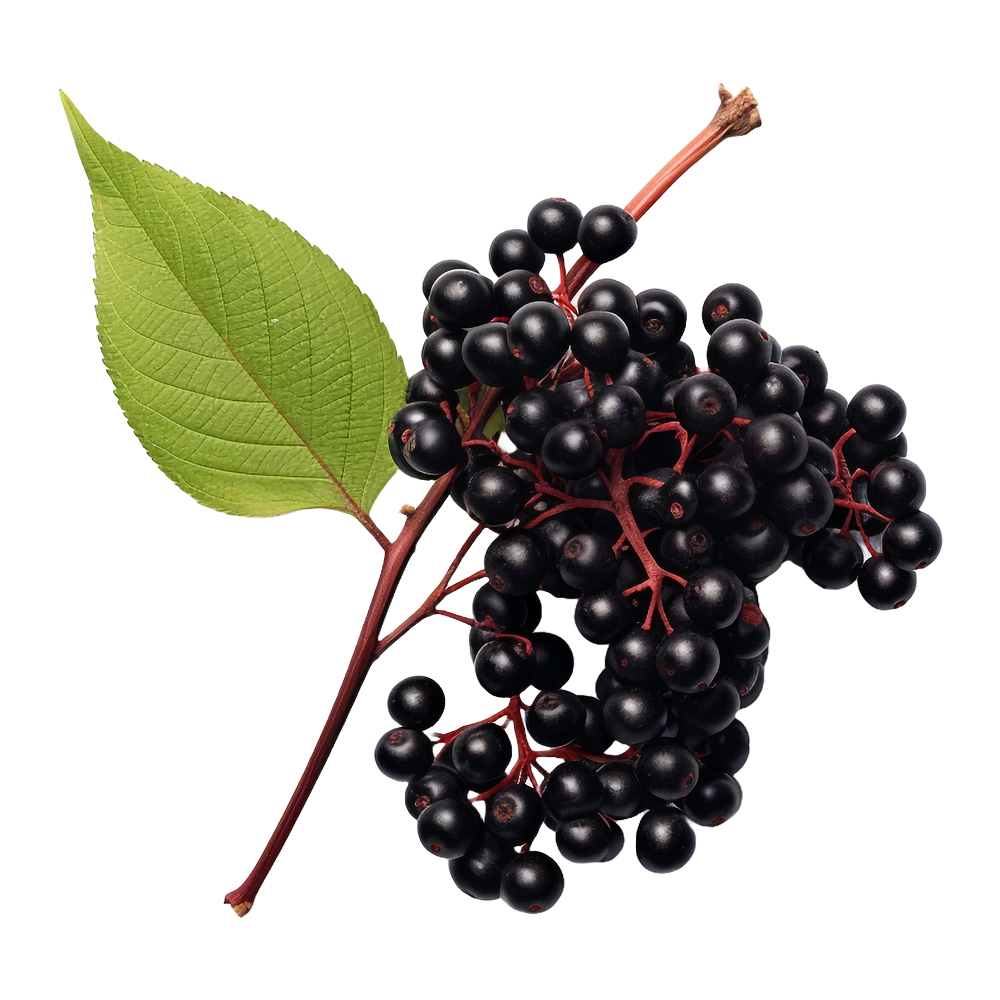 Sabugueiro negro