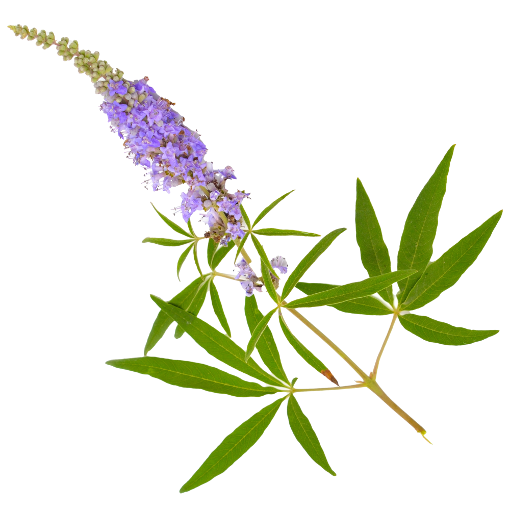 Extrato de agno-casto