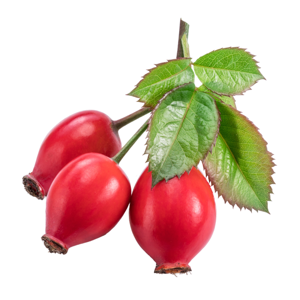 Extrato de frutos de rosa mosqueta