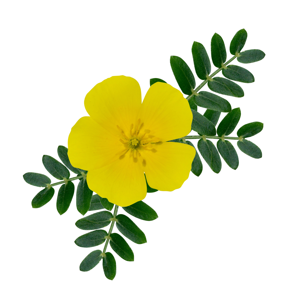 Extrato de tribulus terrestris